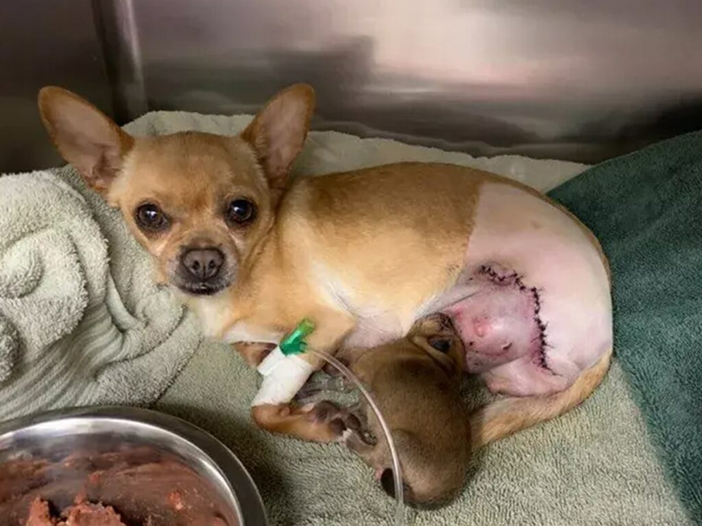 Chihuahua hit by a car while in labor gives birth, illustrated by the mom and her baby