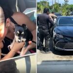 Chihuahua Rescue from Hot Car, Woman Confronts Owner