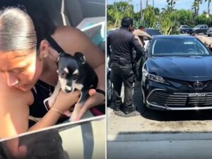 Read more about the article Chihuahua Rescue from Hot Car, Woman Confronts Owner