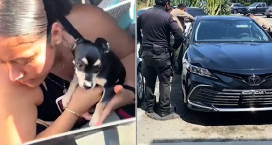 Chihuahua Rescue From Hot Car Woman Confronts Owner — Chihuacorner.com