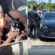 Chihuahua Rescue From Hot Car Woman Confronts Owner — Chihuacorner.com