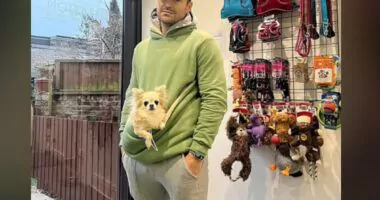 Mark Wright and Michelle Keegan Adopt Chihuahua - Chihuacorner.com