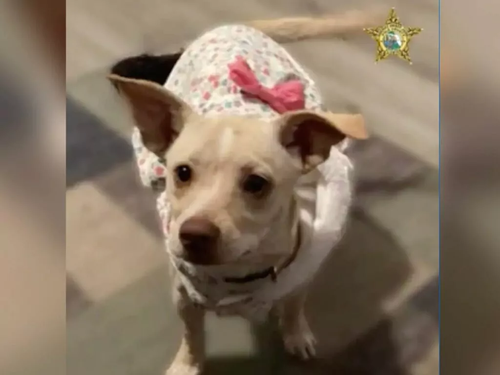 Nurse poisoned a pregnant Chihuahua with pesticide