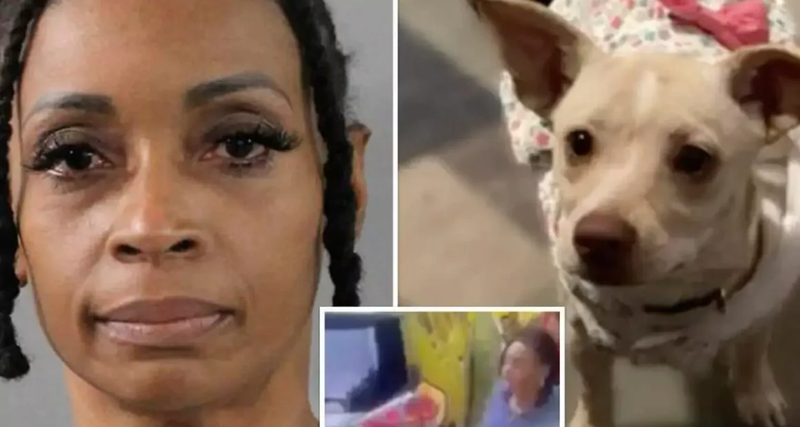 Nurse Poisoned a Pregnant Chihuahua with Pesticide — Chihuacorner.com