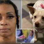 Nurse Poisoned a Pregnant Chihuahua with Pesticide