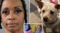 Nurse Poisoned a Pregnant Chihuahua with Pesticide 2 Nurse Poisoned a Pregnant Chihuahua with Pesticide — Chihuacorner.com