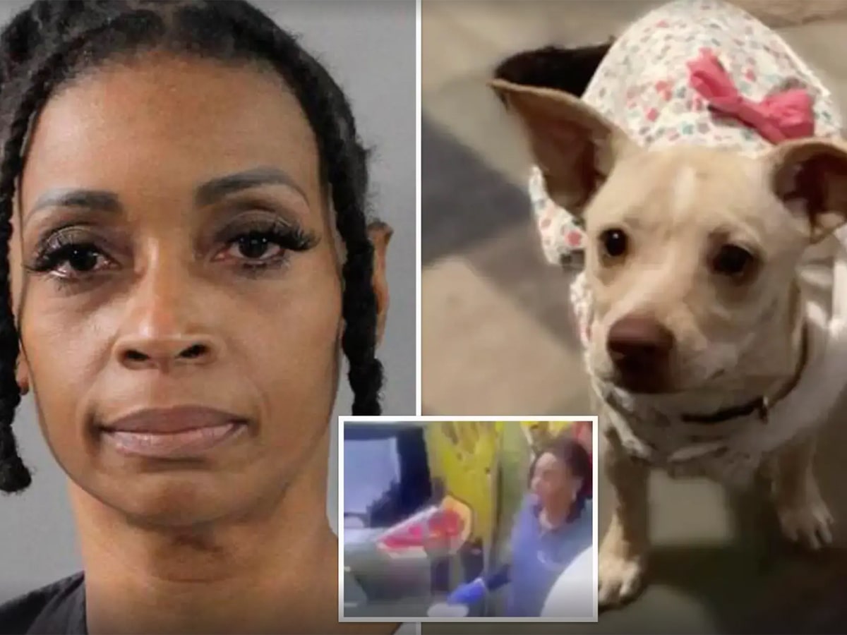 Read more about the article Nurse Poisoned a Pregnant Chihuahua with Pesticide