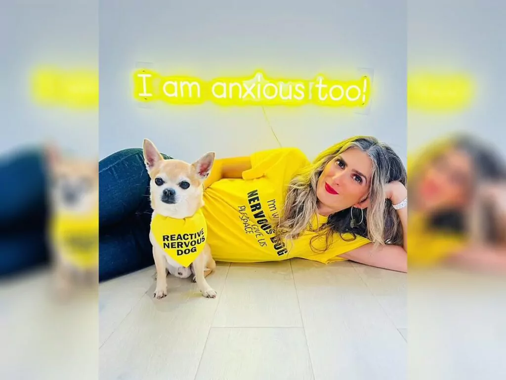 Recognizing Chihuahua Anxiety and Nurturing Calmness - Chihuacorner.com