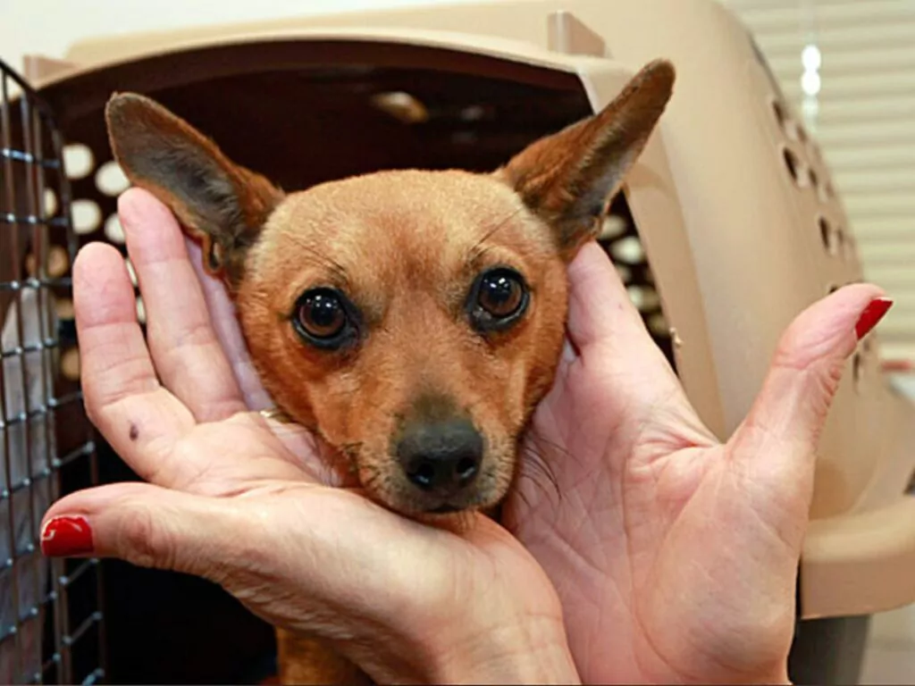 Why are so many Chihuahuas in shelters? Illustrated by a close up of a brown pup