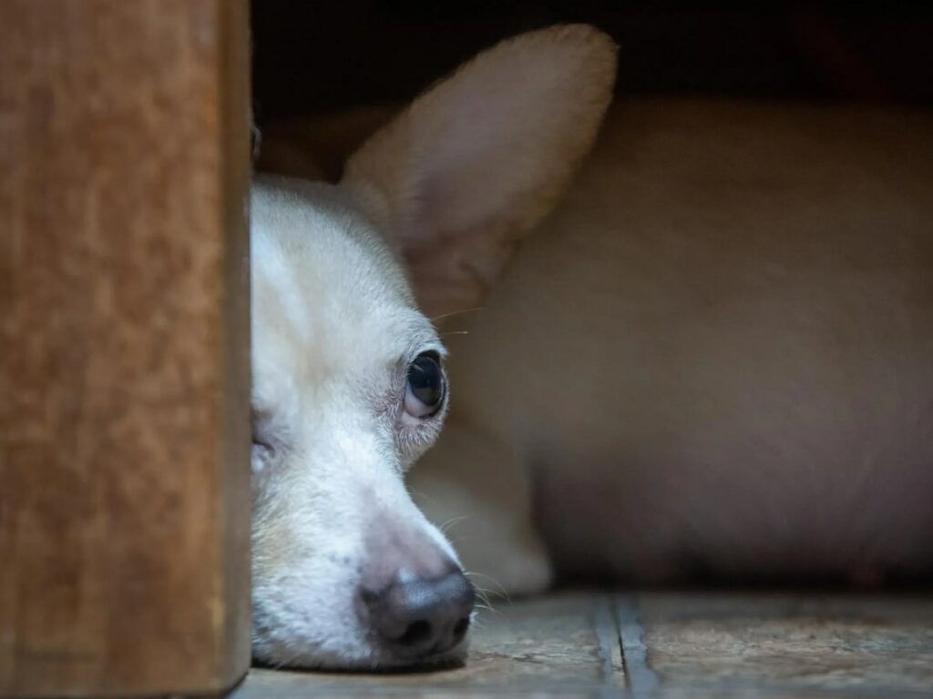 Why are so many Chihuahuas in shelters? Illustrated by a white sad Chi