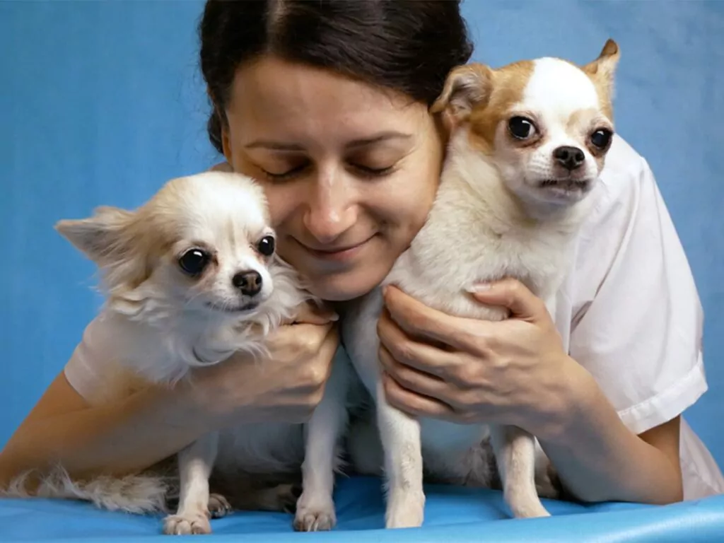 Why Chihuahuas are great for first-time dog owners, illustrated by a woman holding two white pups