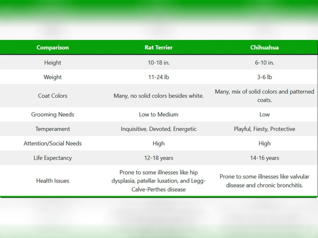 A Comparison between Rat Terrier vs. Chihuahua
