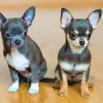 Rat Terrier vs. Chihuahua: 7 Key Differences