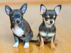 Read more about the article Rat Terrier vs. Chihuahua: 7 Key Differences