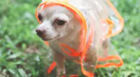 Chihuahua wearing a raincoat. A TikTok video of a dog with a tiny umbrella has gone viral.