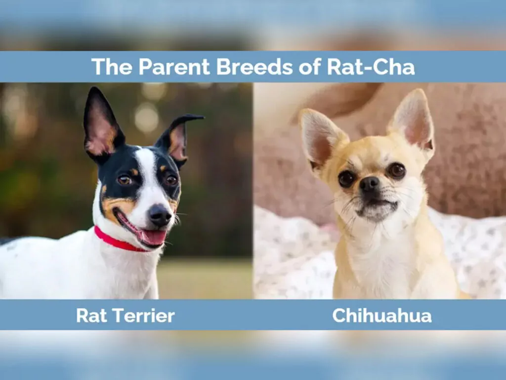 Rat Terrier vs. Chihuahua 7 Key Differences