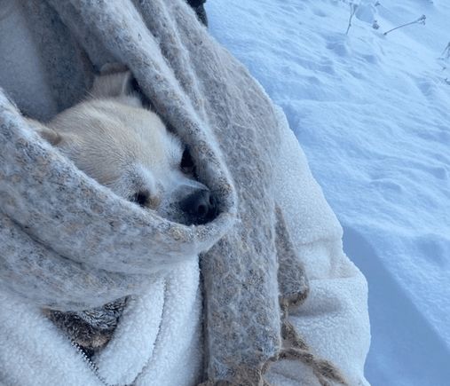 Winter Dog Care: Keeping Your Pup Safe