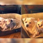 Sweet Moment of a Chihuahua Comforting 17-Year-Old Brother