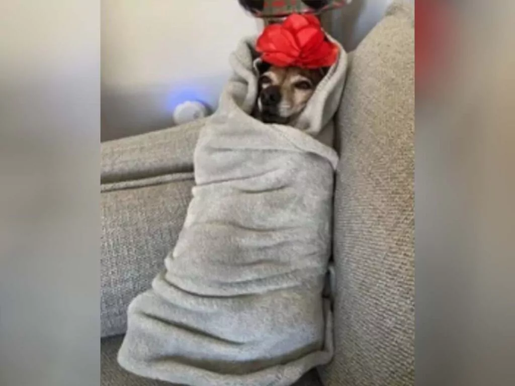 Chihuahua tucking in trend, shown by an adorable pup in a grey blanket