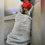 Stylish Chihuahua: Full-Time Model with £2,000 Wardrobe