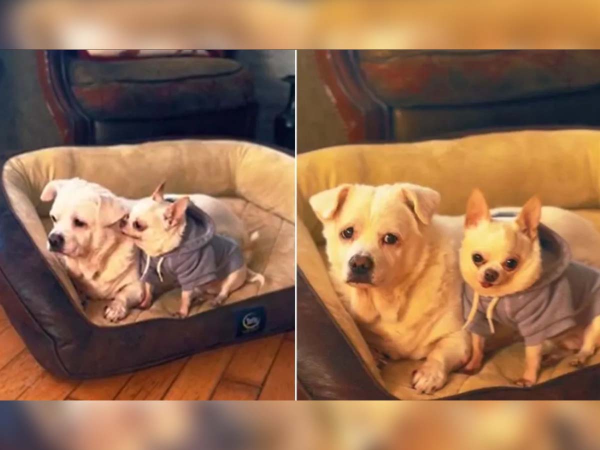 Read more about the article Sweet Moment of a Chihuahua Comforting 17-Year-Old Brother