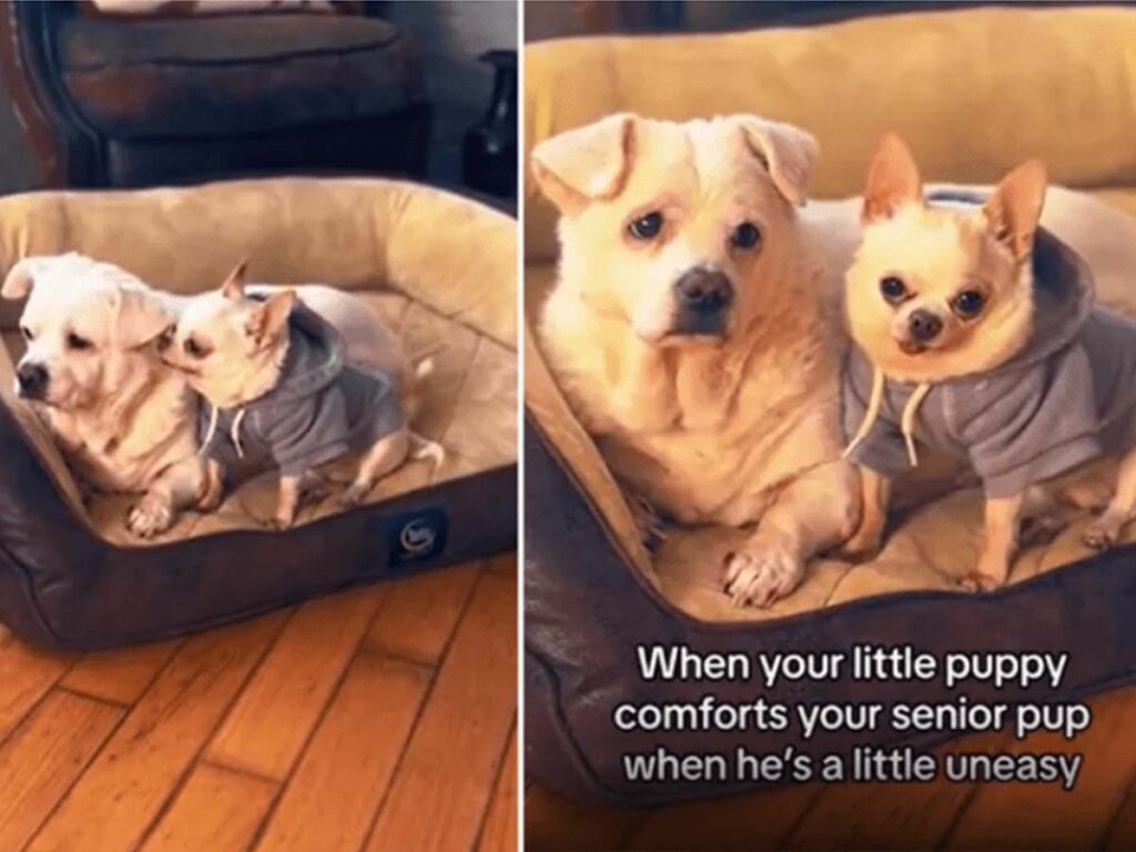 Huang'er and Toby, the Chihuahua comforting his older brother