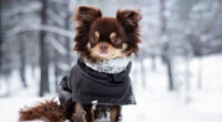 WinterDogCare