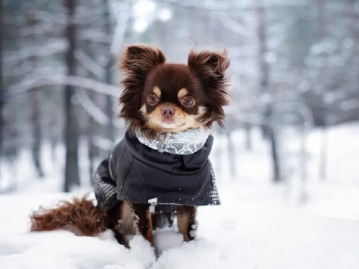 Read more about the article Winter Dog Care: Keeping Your Pup Safe