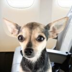 Chihuahua Chaos on United Flight: A Travel Alert