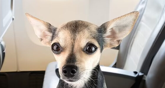 Chihuahua Chaos on United Flight: A Travel Alert - Chihuacorner.com