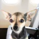 Chihuahua Chaos on United Flight: A Travel Alert - Chihuacorner.com