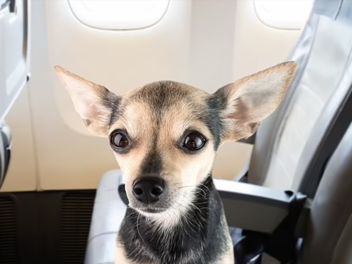 Read more about the article Chihuahua Chaos on United Flight: A Travel Alert