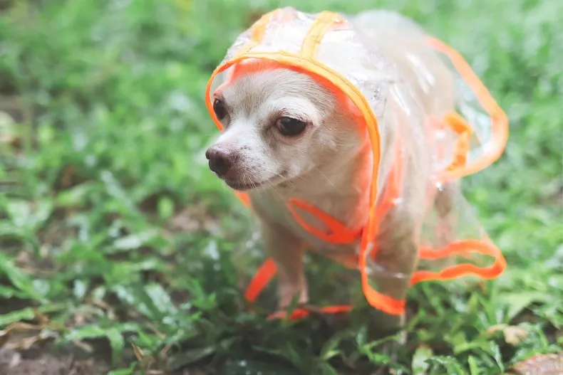 Chihuahua wearing a raincoat. A TikTok video of a dog with a tiny umbrella has gone viral.