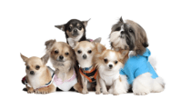 How Big Do Chihuahuas Get: A Comprehensive Guide 2 chihuahua pack
