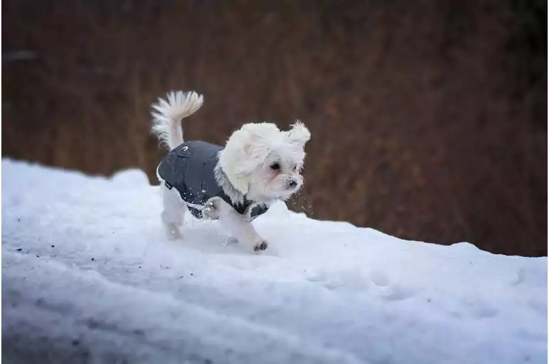 Winter Dog Care: Keeping Your Pup Safe