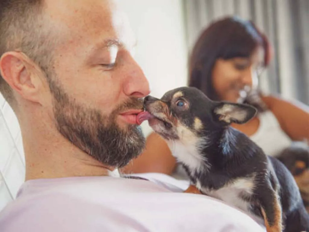 Rare bug caught from Chihuahua can be most easily transmitted by mouth licks, as shown in the image
