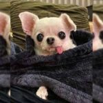 Embracing the Coziness: The Chihuahua Tucking Trend