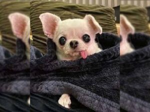 Read more about the article Embracing the Coziness: The Chihuahua Tucking Trend