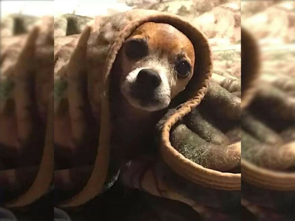 Close up of a Chihuahua lovely tucked in