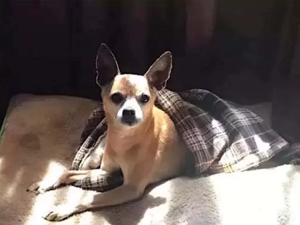 Chihuahua tucked in trend under the sun