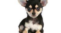 Size of a Chihuahua: Unveiling the Tiny Breed