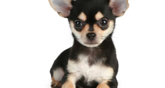 Size of a Chihuahua: Unveiling the Tiny Breed
