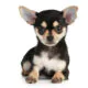 Size of a Chihuahua: Unveiling the Tiny Breed