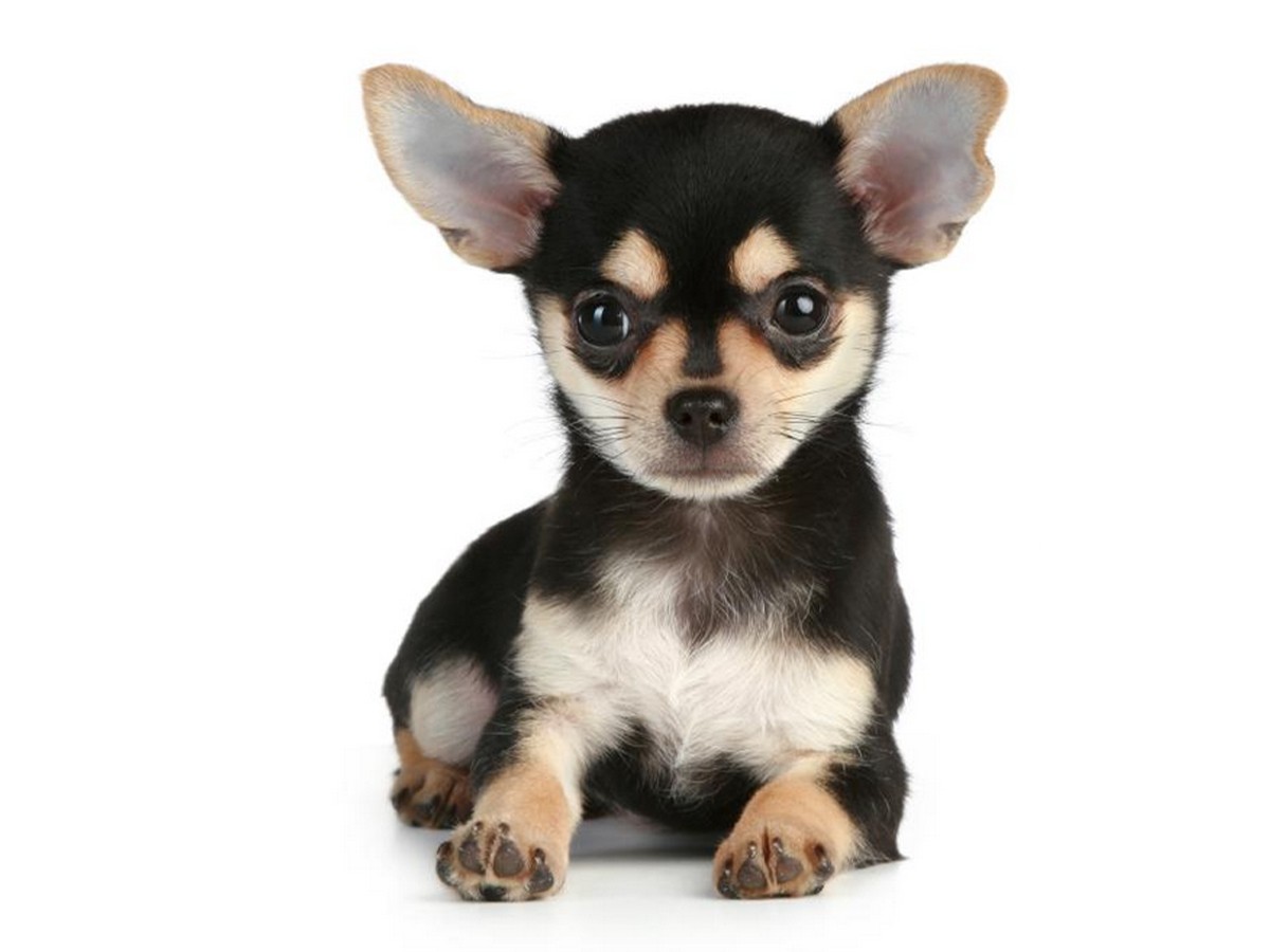 Read more about the article Size of a Chihuahua: Unveiling the Tiny Breed