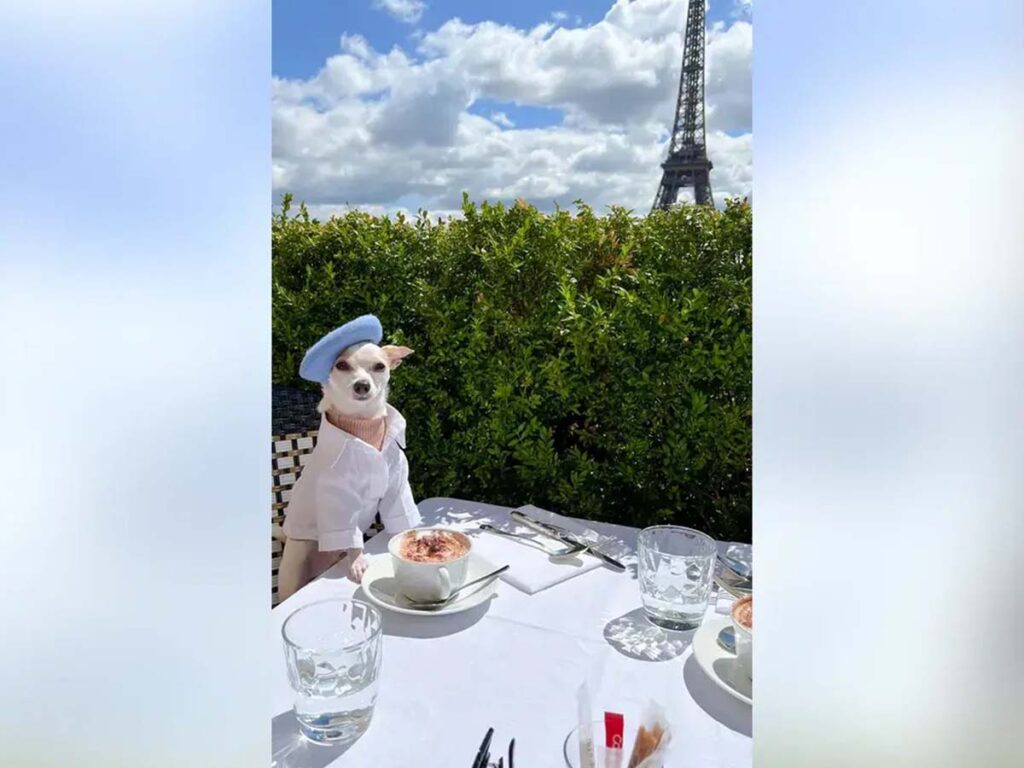 Bao the Chihuahua on a breakfast in Paris