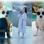 Traveling the World with Bao The Chihuahua