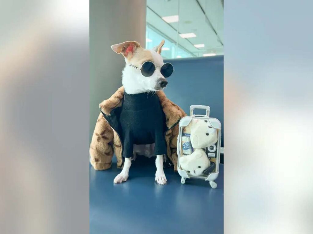 Bao the Chihuahua getting ready for travel