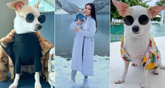 Bao the Chihuahua and His International Travels - Chihuacorner.com