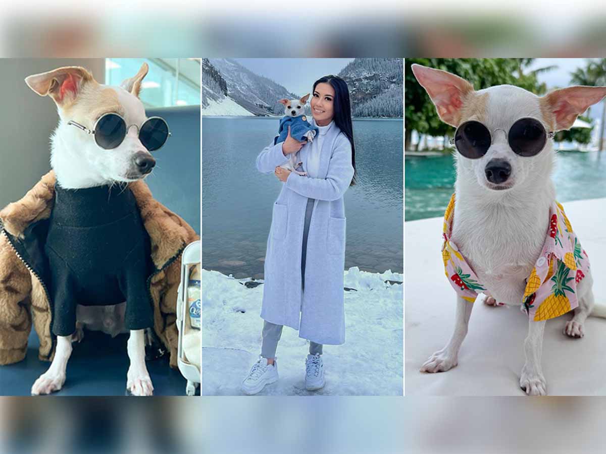 Read more about the article Traveling the World with Bao The Chihuahua