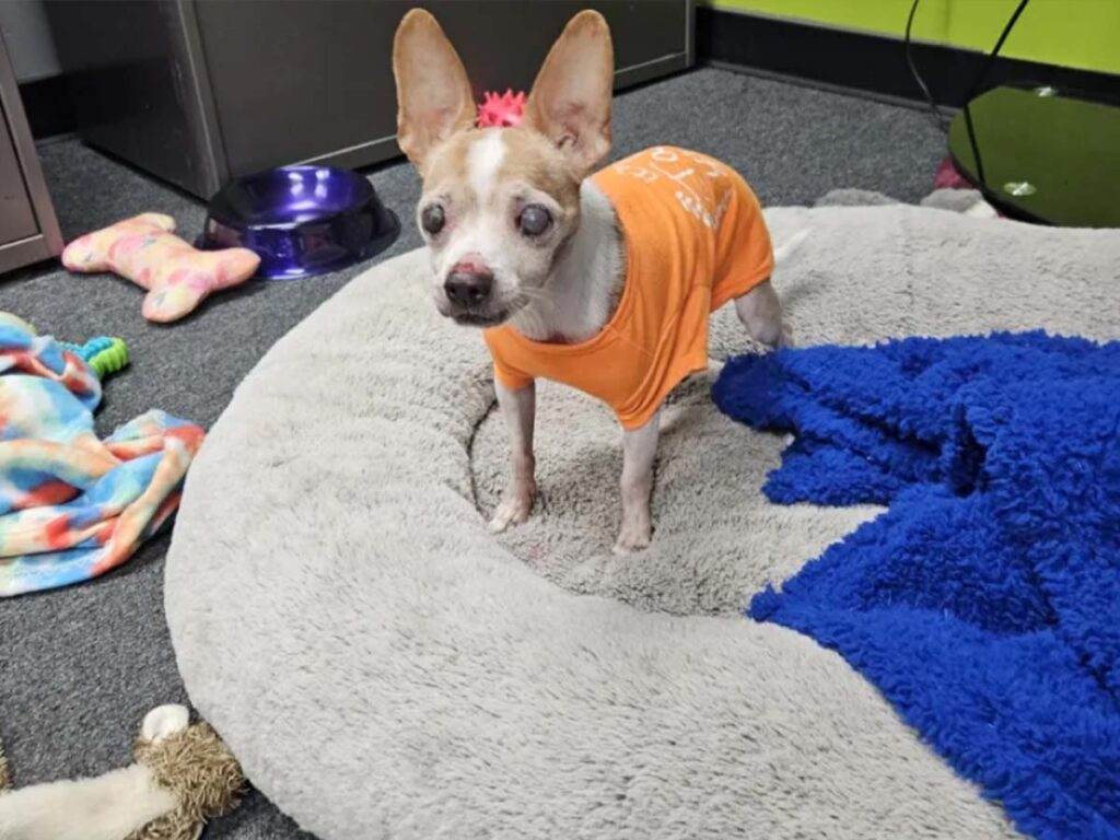 Blind Chihuahua Tonto inside the comfy bed made just for him